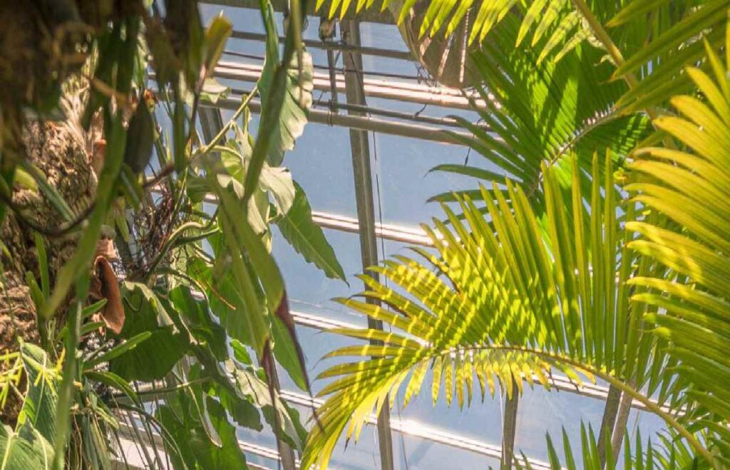 All’Orto Botanico di Roma nasce un nuovo spazio per la biodiversità tropicale All’Orto Botanico di Roma nasce un nuovo spazio per la biodiversità tropicale