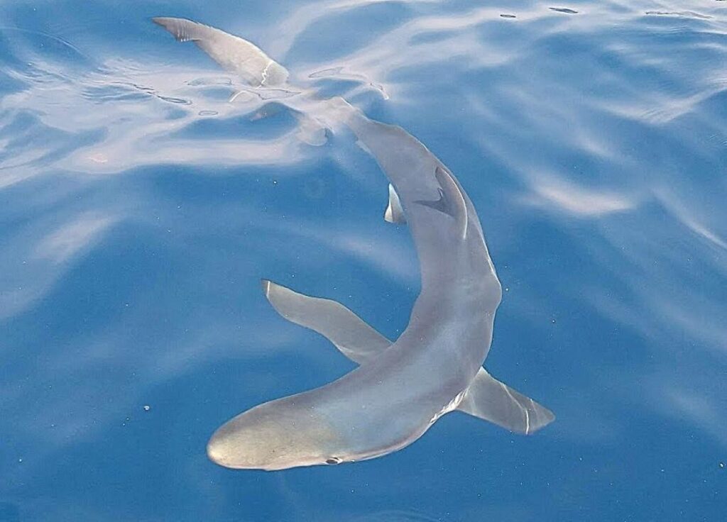 Squali e razze del Mediterraneo, nasce BLUE: la scienza incontra i pescatori sportivi Squali e razze del Mediterraneo, nasce BLUE: la scienza incontra i pescatori sportivi
